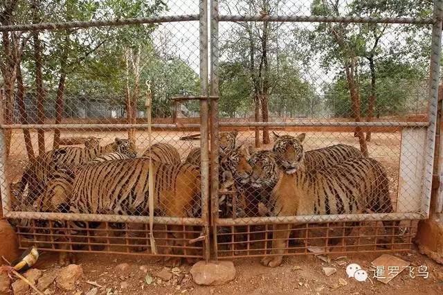 147大老虎全被抓走了？泰国虎庙或将无虎！