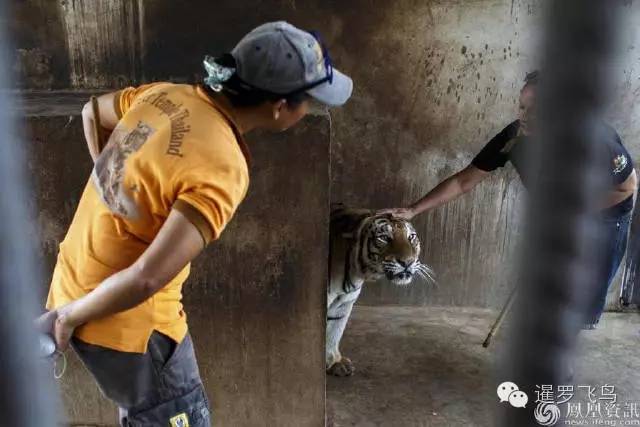147大老虎全被抓走了？泰国虎庙或将无虎！