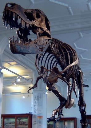 恐龙图片和名字介绍大全集 (儿童认识恐龙的名字和图片)