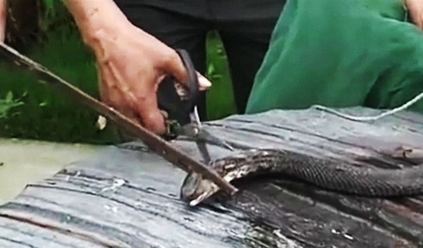 遇到蛇打还是不打,遇到蛇千万别害怕