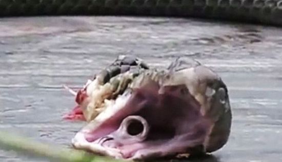 遇到蛇打还是不打,遇到蛇千万别害怕