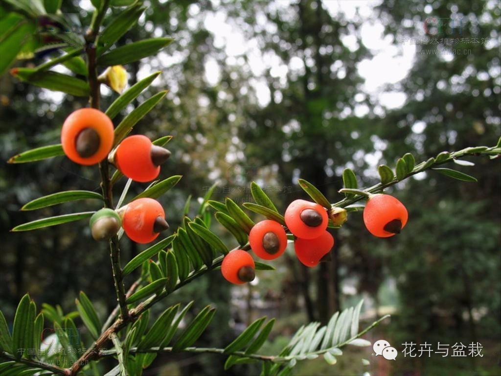 红豆杉怎么种才能长得好,红豆杉值得种植吗