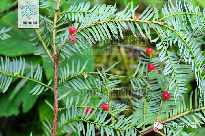 红豆杉怎么种才能长得好,红豆杉值得种植吗