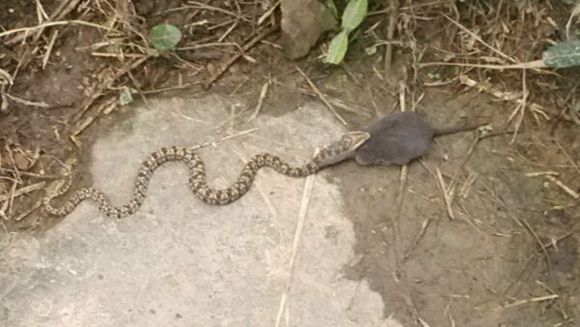 家蛇可以挑走吗,进家蛇为什么不能碰