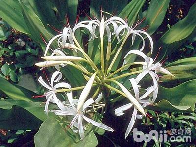 猫咪误食养鲜花的水有事吗,猫咪误食百合花会怎样