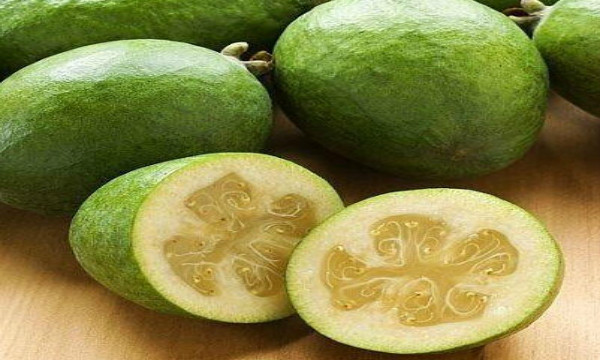 动漫里的恶魔果实,日本恶魔果实动漫