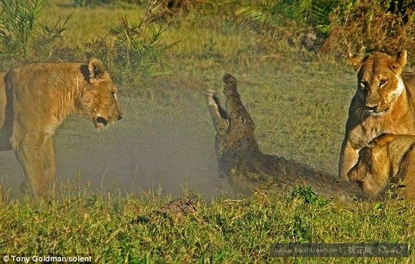 公狮和鳄鱼对战,母狮与鳄鱼交锋