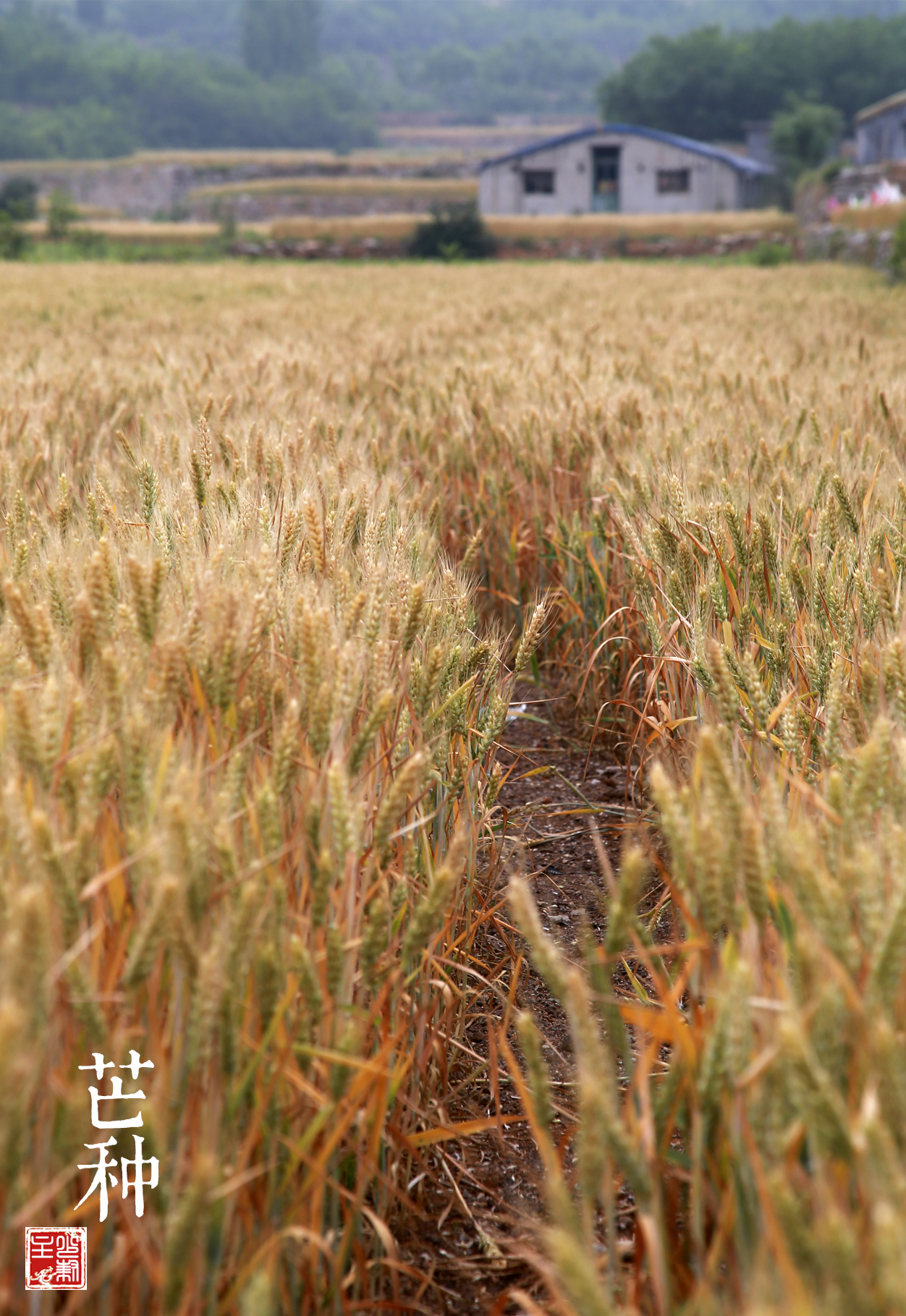 猴年马月是什么说法,猴年马月有什么说法