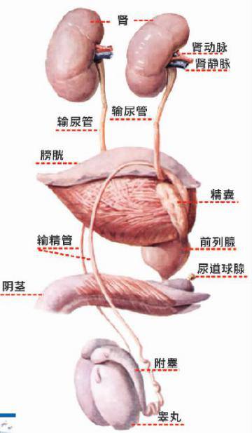 出现血尿一定要提高警惕,iga肾病无症状镜下血尿