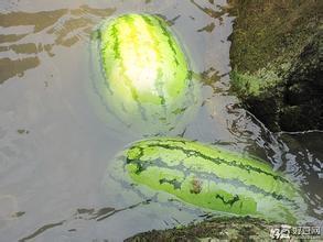 你不敢相信的韩国西瓜-今年这西瓜还能吃得起吗