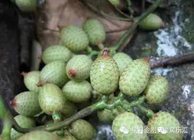 盘点星月菩提的十大问题建议收藏,星月菩提哪种可以玩得最长久