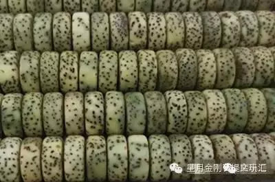 盘点星月菩提的十大问题建议收藏,星月菩提哪种可以玩得最长久