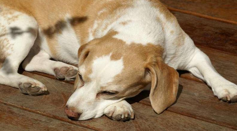 狗狗细小冠状在家怎么治疗,狗狗细小不治疗能熬过去吗