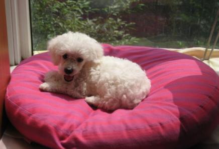 泰迪太瘦了怎么养胖,家里养的泰迪很听话