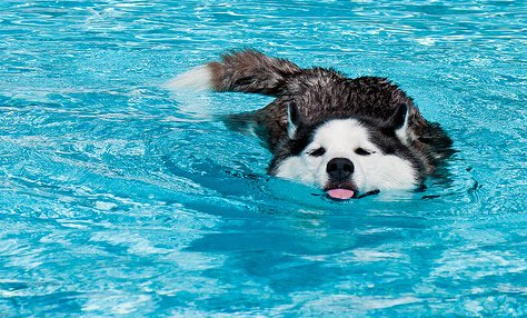 热成狗啦原版视频,热成狗啦原视频