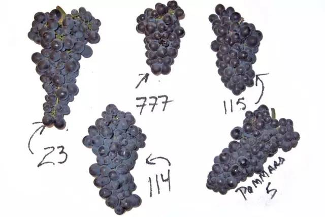 耐心看完你会感动吗,四大顶级黑皮诺葡萄酒