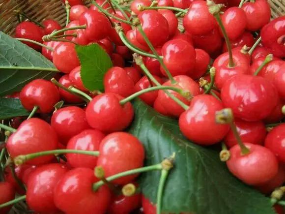 如何挑选樱桃最好,最标准的樱桃口感是什么