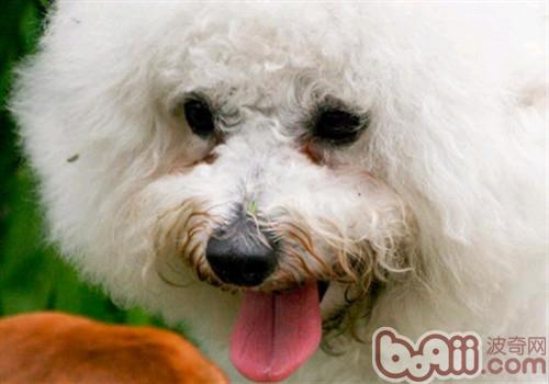 如何去除狗狗泪腺,去除狗狗泪痕的最快方法