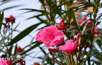 猫咪误食养鲜花的水有事吗,猫咪误食百合花会怎样