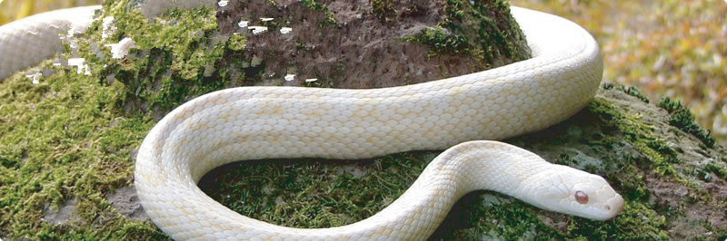 家里发现蛇可以报警吗,家里发现蛇怎么处理