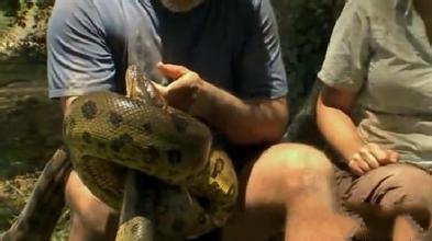 面对野外蟒蛇袭击的智勇应对策略,遇到蟒蛇该如何逃生