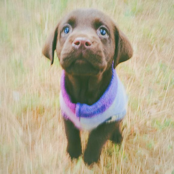 《一万个宠你的方法》爱宠知多少？第六期：拉布拉多