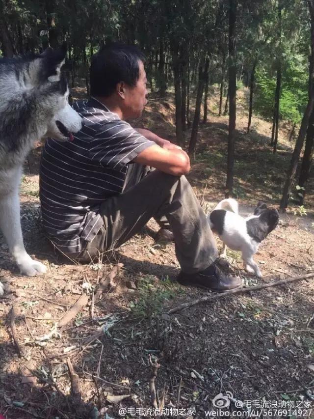 收养流浪狗自家狗狗染病,流浪狗被收养后都到哪里去了