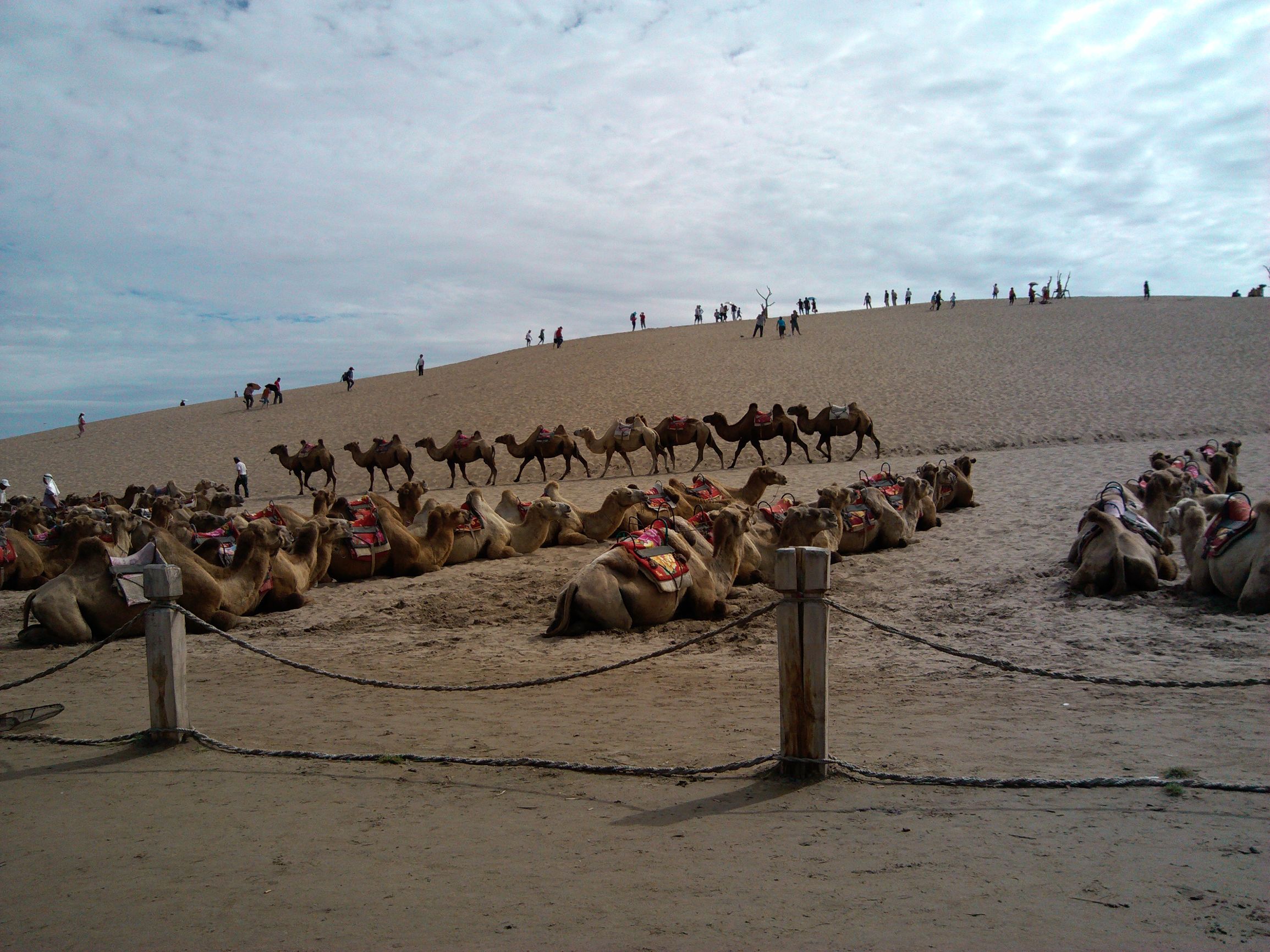 狂撒狗粮虐单身狗,银川精品一日游