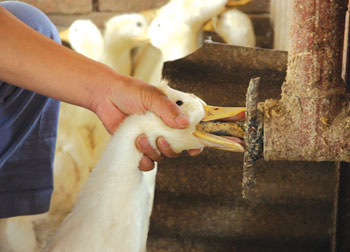 北方的鸭子炖出来柴,北方鸭子好卖吗
