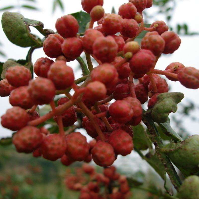 最全面的介绍陕西韩城花椒 (陕西特产韩城大红袍花椒)