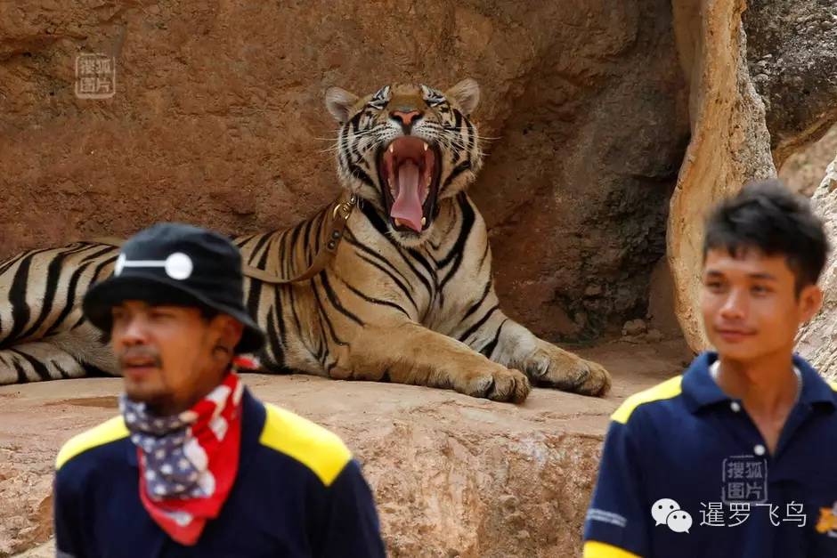 147大老虎全被抓走了？泰国虎庙或将无虎！