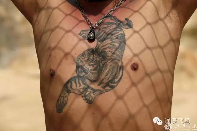 147大老虎全被抓走了？泰国虎庙或将无虎！