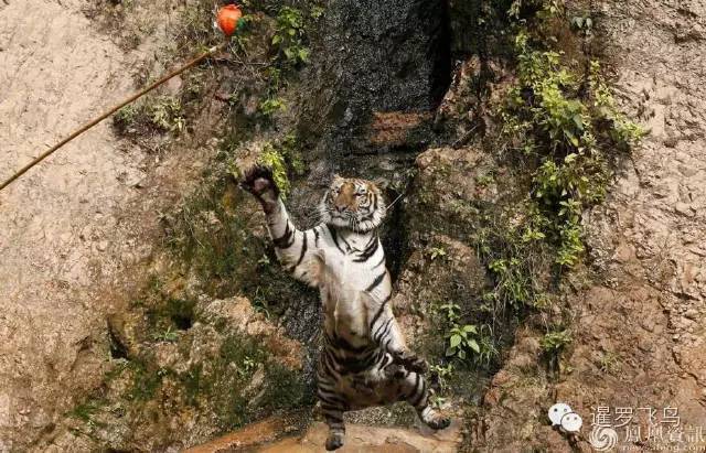 147大老虎全被抓走了？泰国虎庙或将无虎！