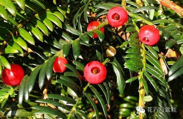 红豆杉怎么种才能长得好,红豆杉值得种植吗