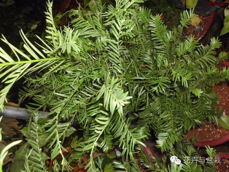 红豆杉怎么种才能长得好,红豆杉值得种植吗