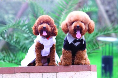 日天日地日空气,日天日地日空气的狗是什么狗