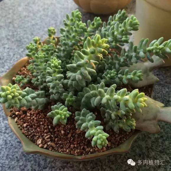 开挂区养多肉好吗,看完这些对比图你就明白了