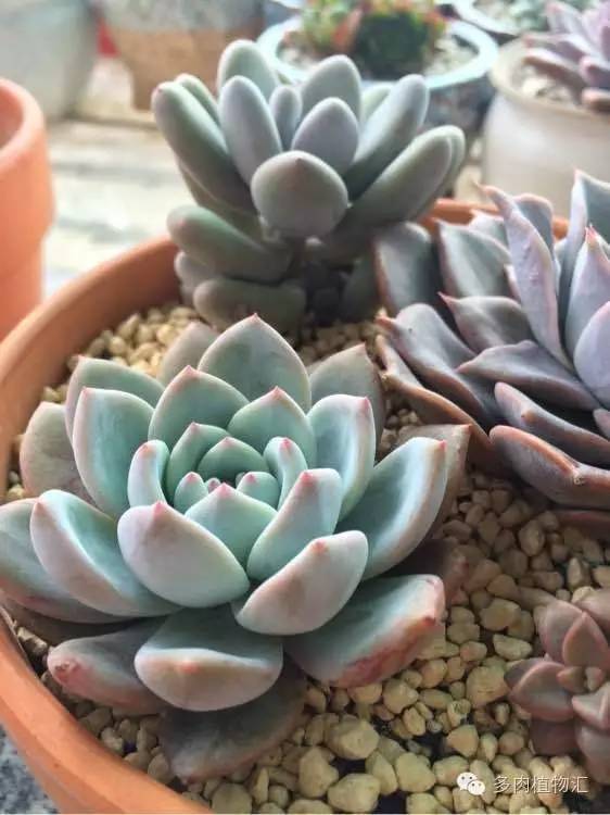 开挂区养多肉好吗,看完这些对比图你就明白了