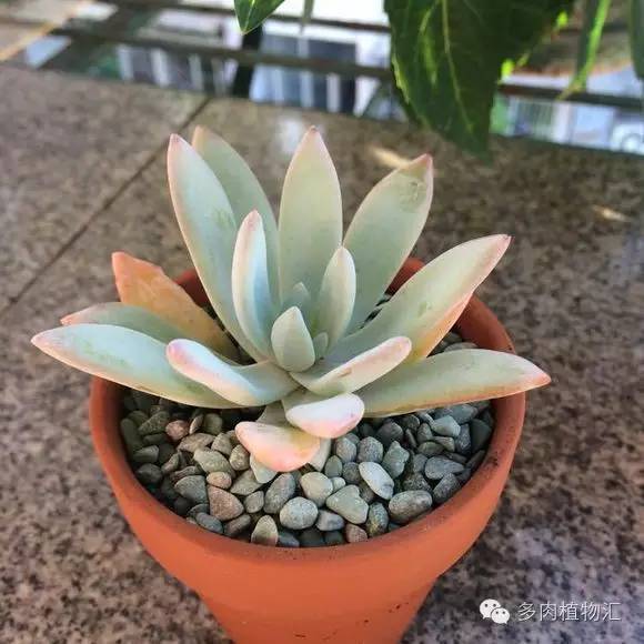 开挂区养多肉好吗,看完这些对比图你就明白了