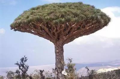 龙血竭与血竭识别,本草中国龙血竭