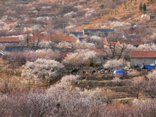 青岛清明节赏花去处,青岛赏花好地方清明节