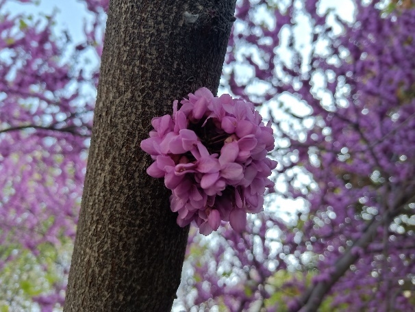 最超值的异形全面屏！OPPOR15评测：全系6+128