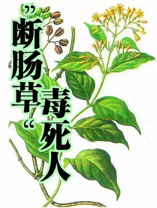 扩散丨清明扫墓，见到这种花千万不要摘，是毒药之王！