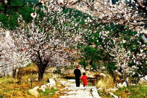 青岛清明节赏花去处,青岛赏花好地方清明节