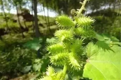 扩散丨清明扫墓，见到这种花千万不要摘，是毒药之王！