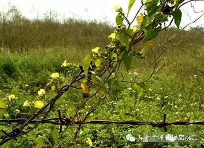 盘点星月菩提的十大问题建议收藏,星月菩提哪种可以玩得最长久