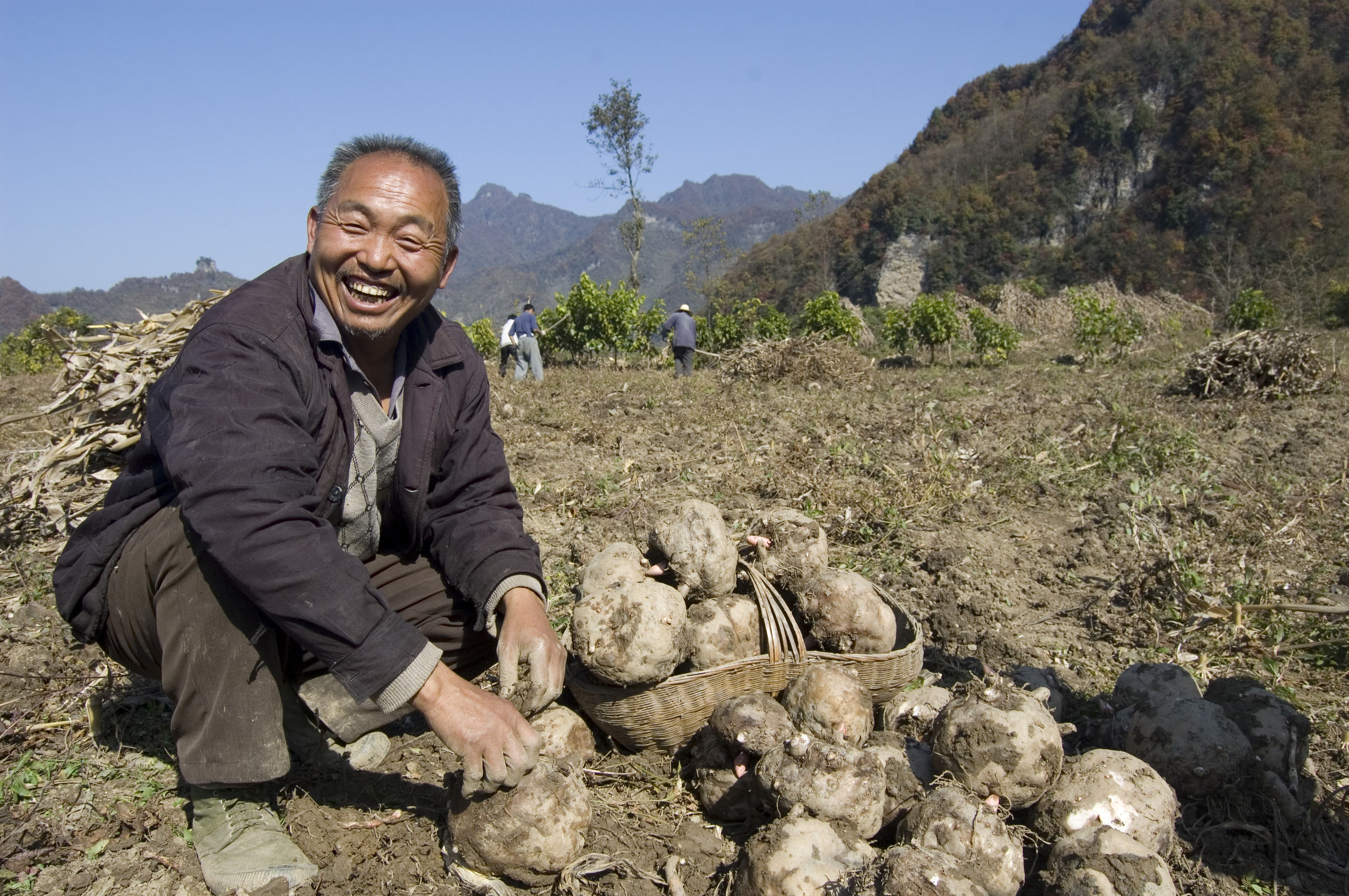虽全株植物有毒但它的美不容忽视,最毒的致命植物