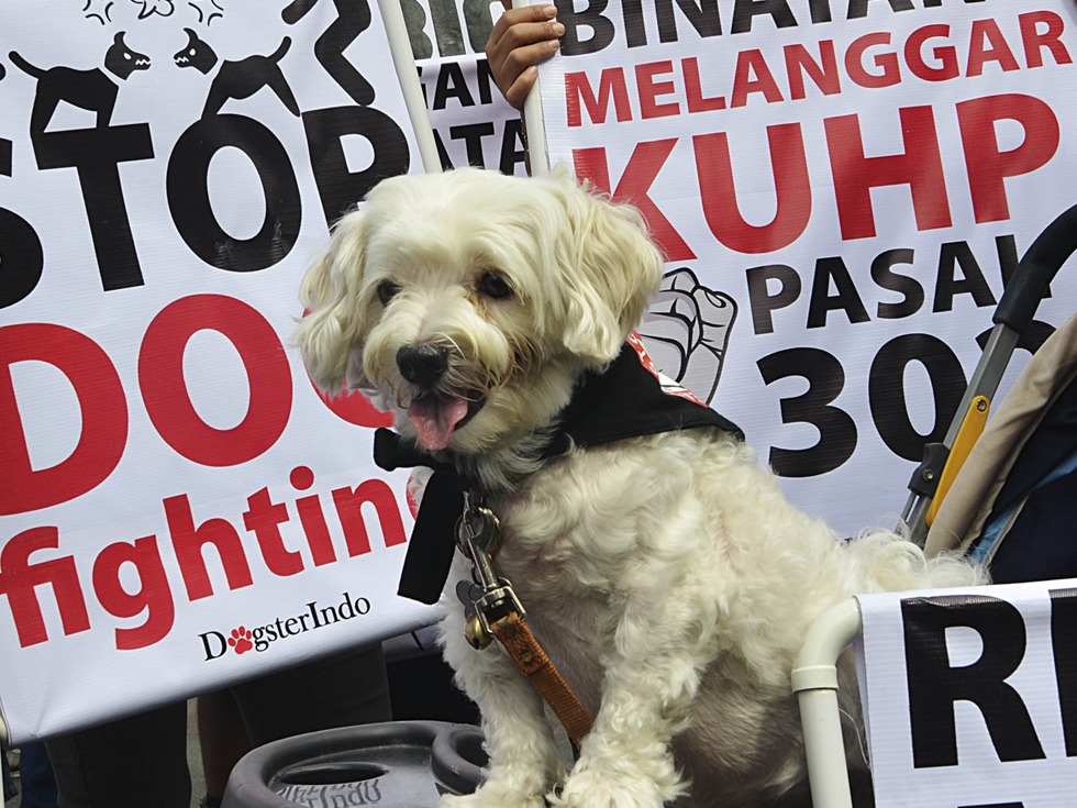 澳洲节目调侃亚裔吃狗肉，被批种族歧视