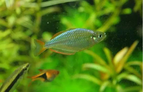 鍗板凹铏庡拰娉板寳铏庡摢涓ソ,鍗板凹铏庡ソ杩樻槸鑻忛棬绛旇厞铏庡ソ