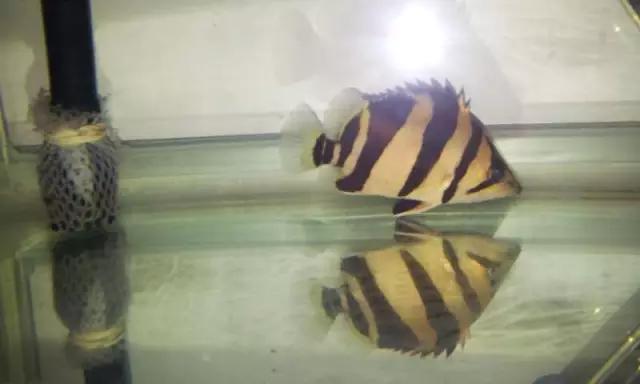 鍗板凹铏庡拰娉板寳铏庡摢涓ソ,鍗板凹铏庡ソ杩樻槸鑻忛棬绛旇厞铏庡ソ